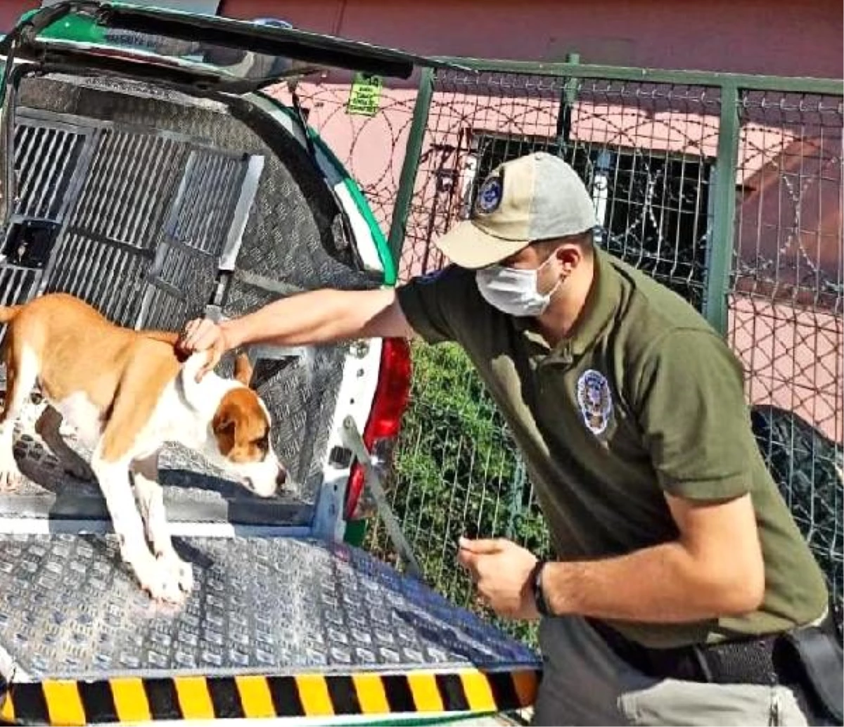 Çekmeköy\'de sahibinin şiddet uyguladığı köpek koruma altına alındı