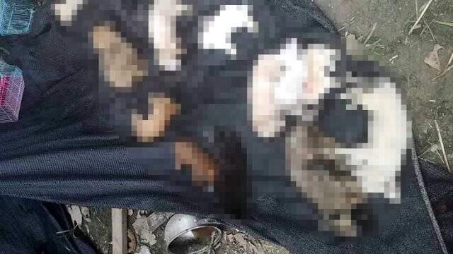 Çin'de canlı hayvanlara eziyet: 5 bin hayvan depoda ölü olarak bulundu Çin'de canlı hayvanlara eziyet: 5 bin hayvan depoda ölü olarak bulundu