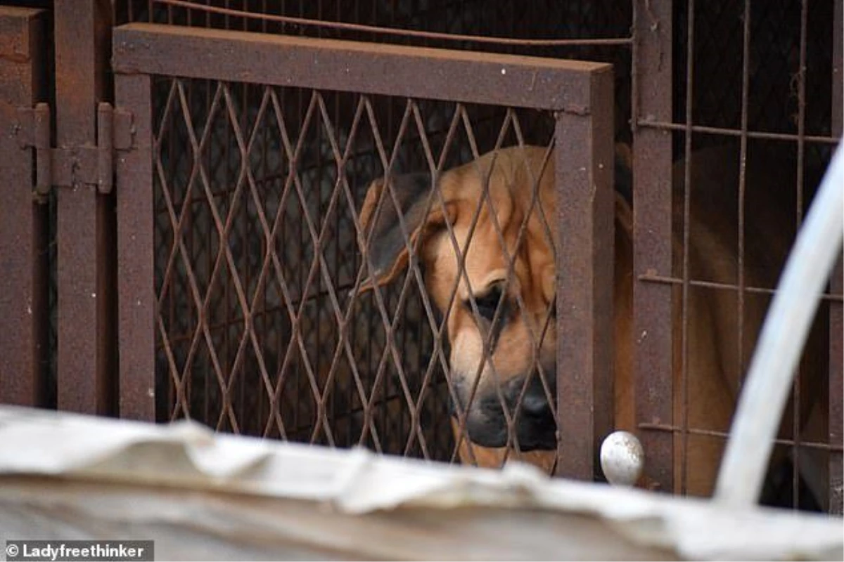 Güney Kore\'de 200 köpeğin tutulduğu yeni bir köpek eti pazarı tespit edildi
