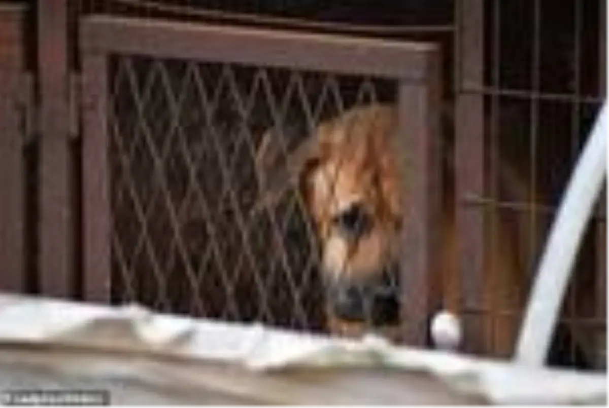 Güney Kore\'de 200 köpeğin tutulduğu yeni bir köpek eti pazarı tespit edildi