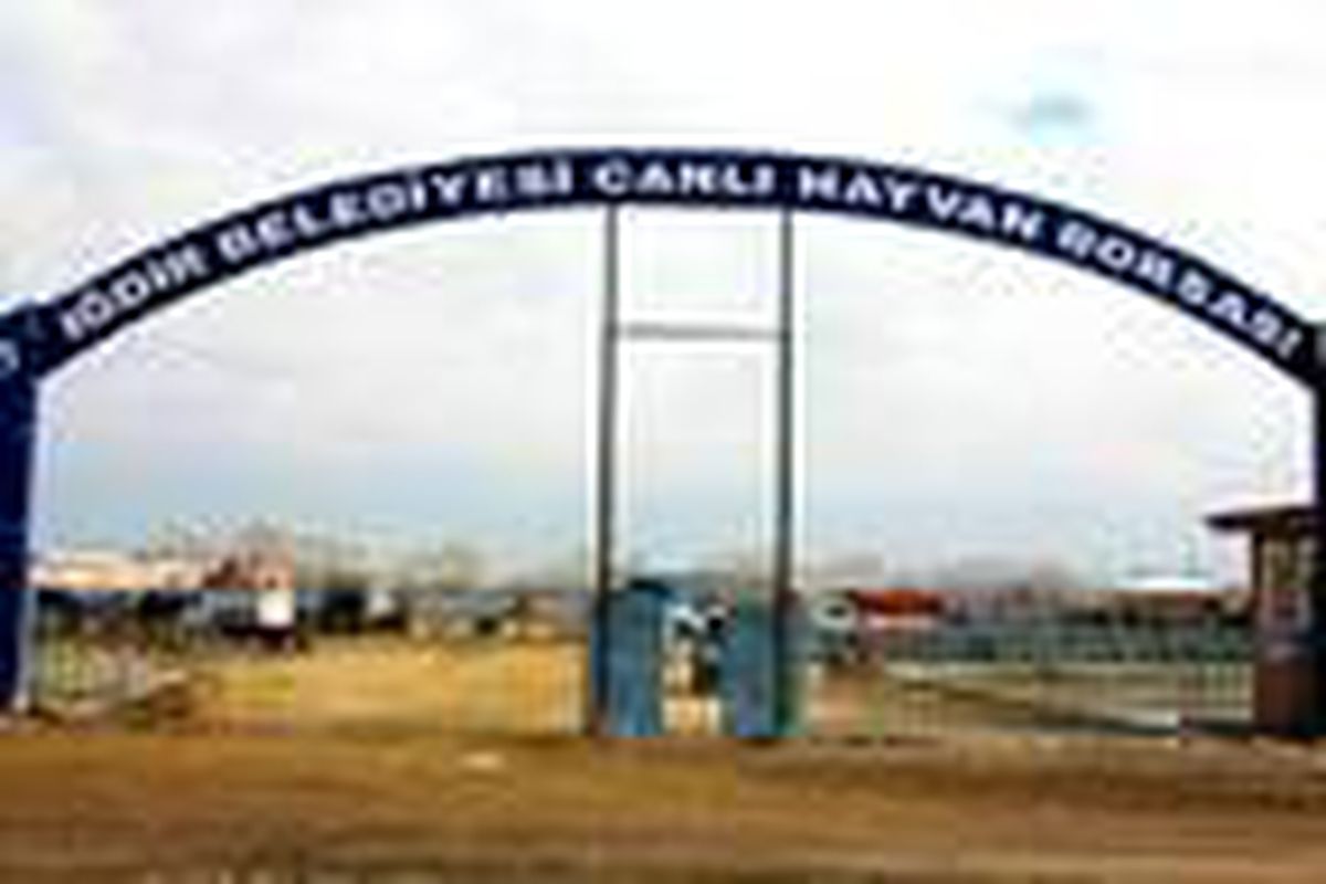Iğdır \'Canlı Hayvan Pazarı\' haftada üç gün açık olacak