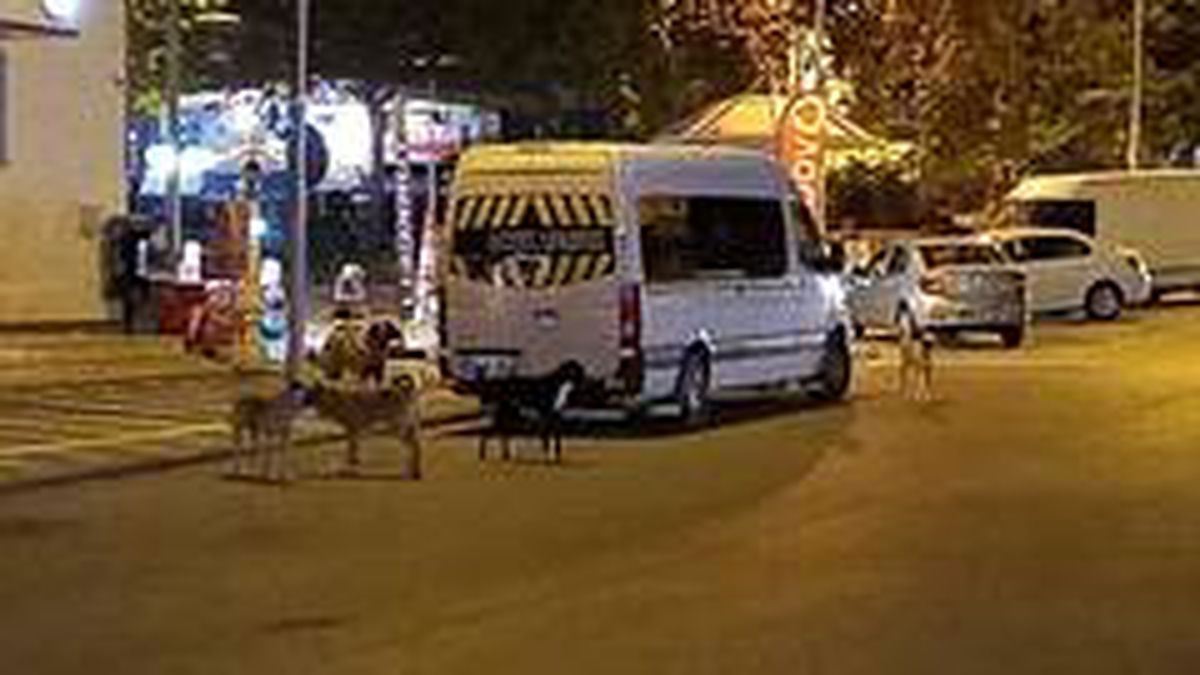 Malatya\'da köpek korkusu
