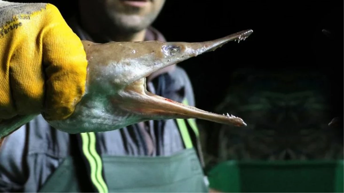 Atlantik Okyanusu\'nun dikenli yılan balığı Çanakkale Boğazı\'nda yakalandı