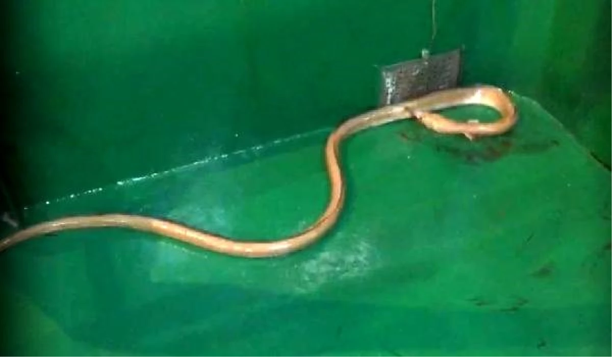 \'Dikenli yılan balığı\' Çanakkale\'de ağlara takıldı
