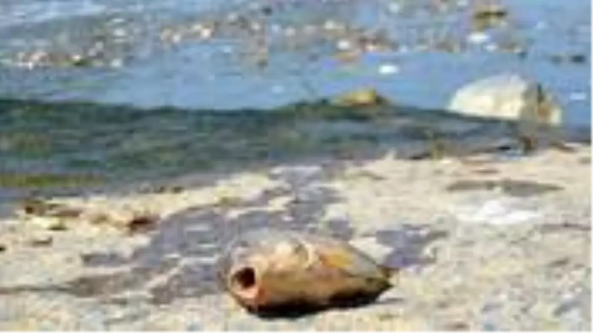 Karasu Nehri\'nde kıyıya vuran balıkları pişirip yiyen vatandaşlar tehlikeyi umursamıyor