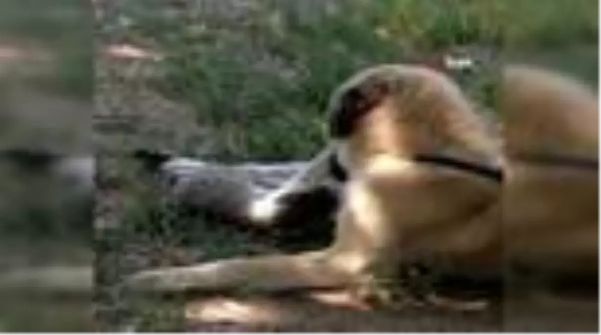 Kediyle köpeğin gülümseten dostluğu