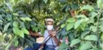 Pazarda tanesi 10 liradan satılan avokado, hırsızların hedefi oldu