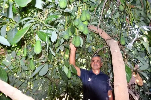 Pazarda tanesi 10 liradan satılan avokado, hırsızların hedefi oldu