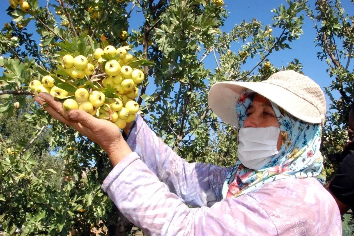 Silifke\'de kalp dostu Alıç\'ın tanesi 2 liradan satılıyor