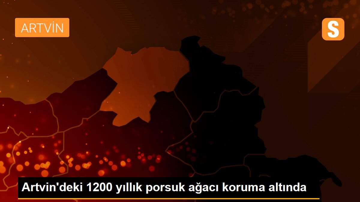 Artvin\'deki 1200 yıllık porsuk ağacı koruma altında