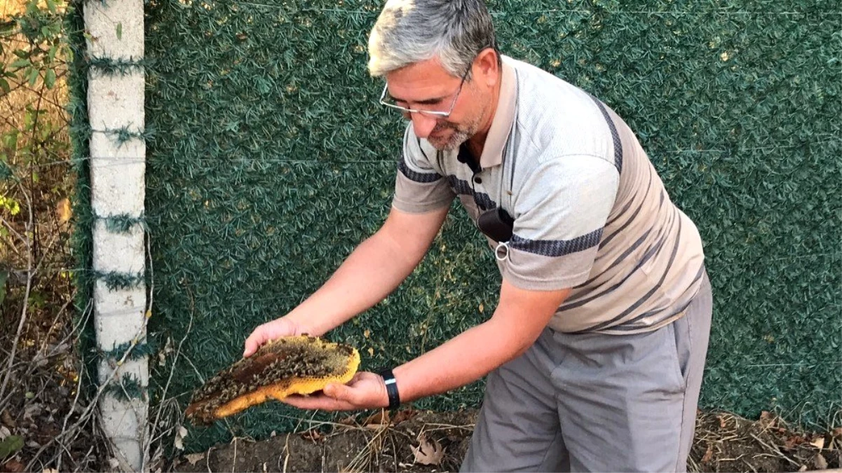 Çürümüş ağaç gövdesini arı kovanına çevirdiler