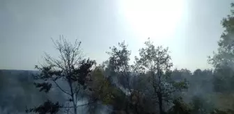 Domaniç'te orman yangını
