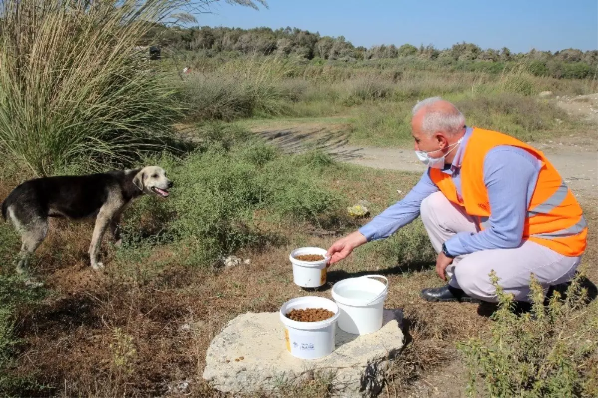 Gültak, sokak hayvanlarına mama ve su dağıttı