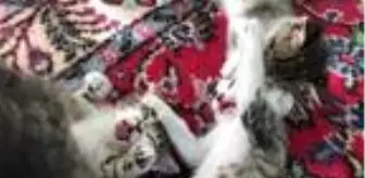 Hanne ve Yağmur'un oyun arkadaşı yavru kediler