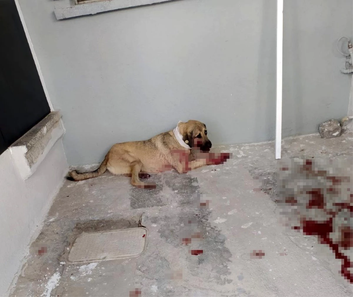 Son Dakika | Hayvanları Koruma Günü\'nde sokak köpeğini vurdu