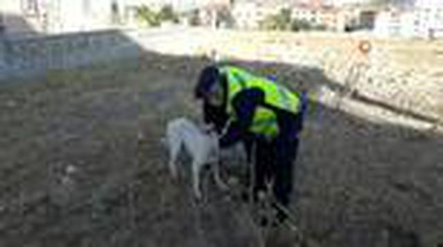 Son Dakika Haberleri Kafasi Pet Sise Sikisan Kopegin Imdadin Jandarma Yetisti Son Dakika