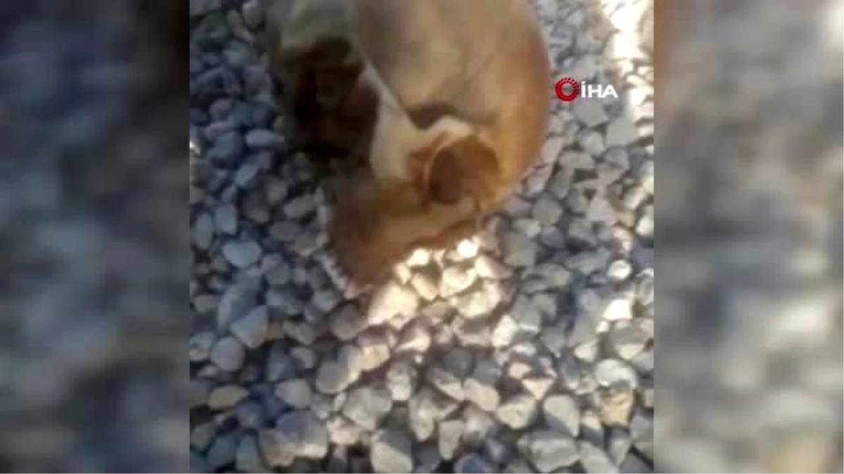 Köpeklerin bulduğu kafatasının Mehmet Ali Koran\'a ait olduğu ortaya çıktı