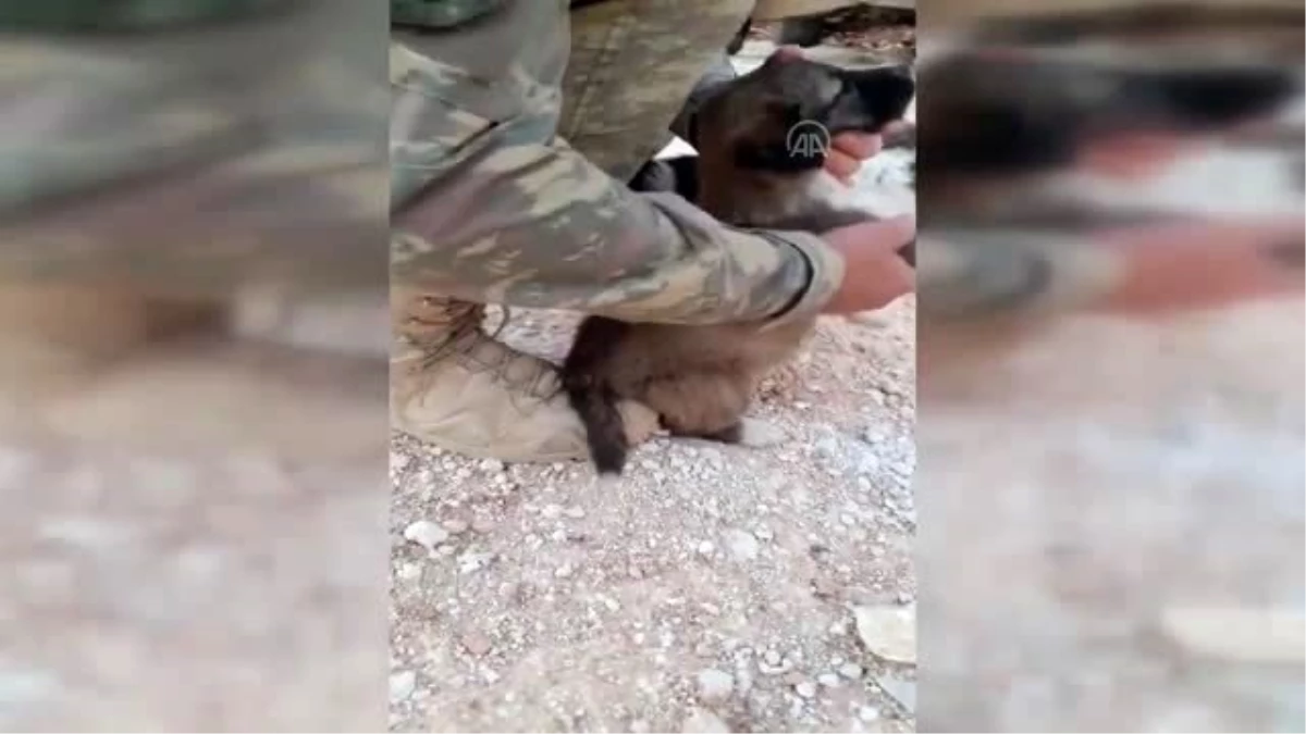 MSB, Mehmetçiğin beslediği köpek yavrusunu sevdiği anların yer aldığı bir video paylaştı