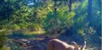 Muğla'da karakulak fotokapanla görüntülendi