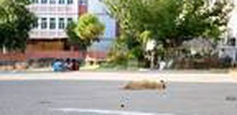 'Sokak hayvanlarını aşılayamazsak insan sağlığını koruyamayız'