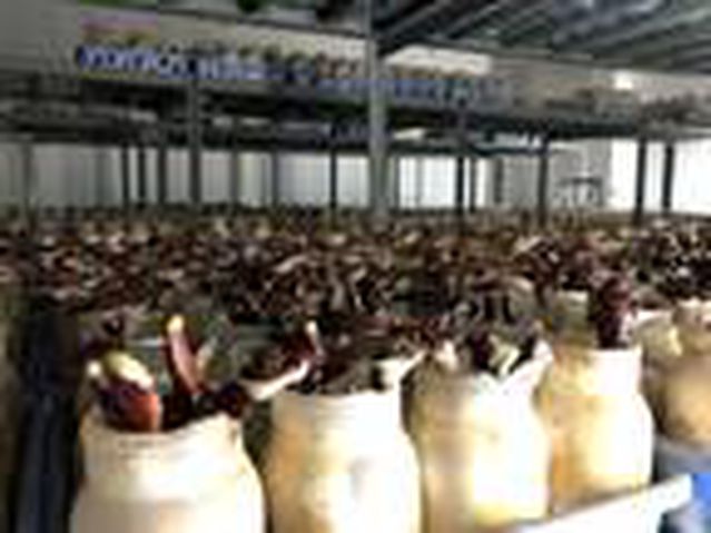 Alternatif tıbbın gözdesi 'ölümsüzlük mantarı' için Türkiye'de yerli üretim adımları hızlandı - Son Dakika