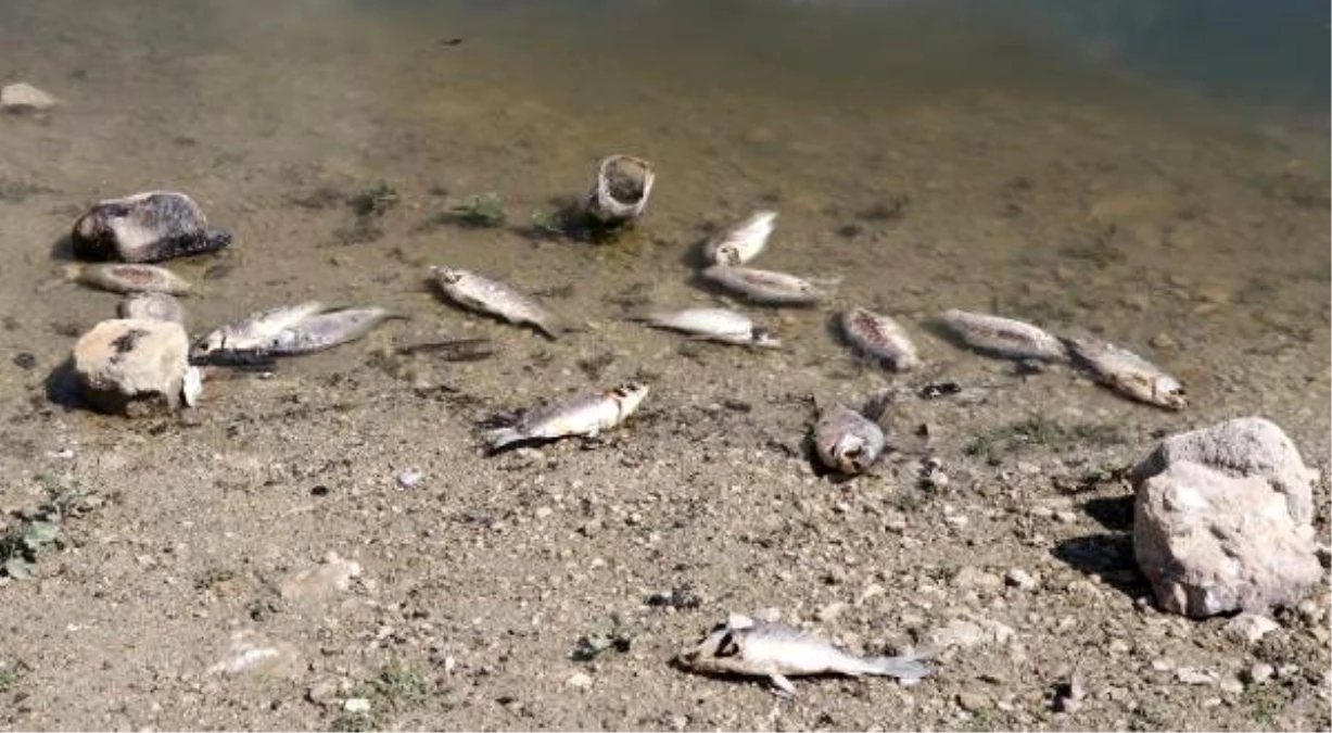 Son dakika haberleri: Balık ölümlerinin yaşandığı Yapraklı Barajı\'nda kirliliğe rastlanmadı