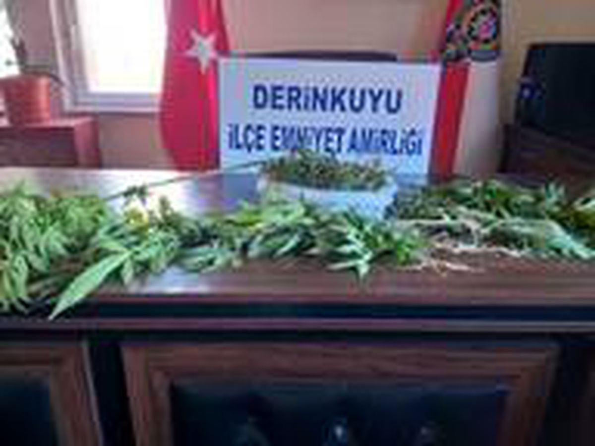 Derinkuyu\'da 16 kök Hint keneviri ele geçirildi