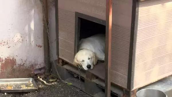 Son dakika haberleri... EMİNE ERDOĞAN'IN ENGELLİ KÖPEK 'LEBLEBİ'Yİ SAHİPLENMESİNİN ARDINDAN BARINAĞA İLGİ ARTTI