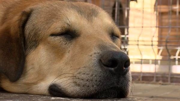 Son dakika haberleri... EMİNE ERDOĞAN'IN ENGELLİ KÖPEK 'LEBLEBİ'Yİ SAHİPLENMESİNİN ARDINDAN BARINAĞA İLGİ ARTTI