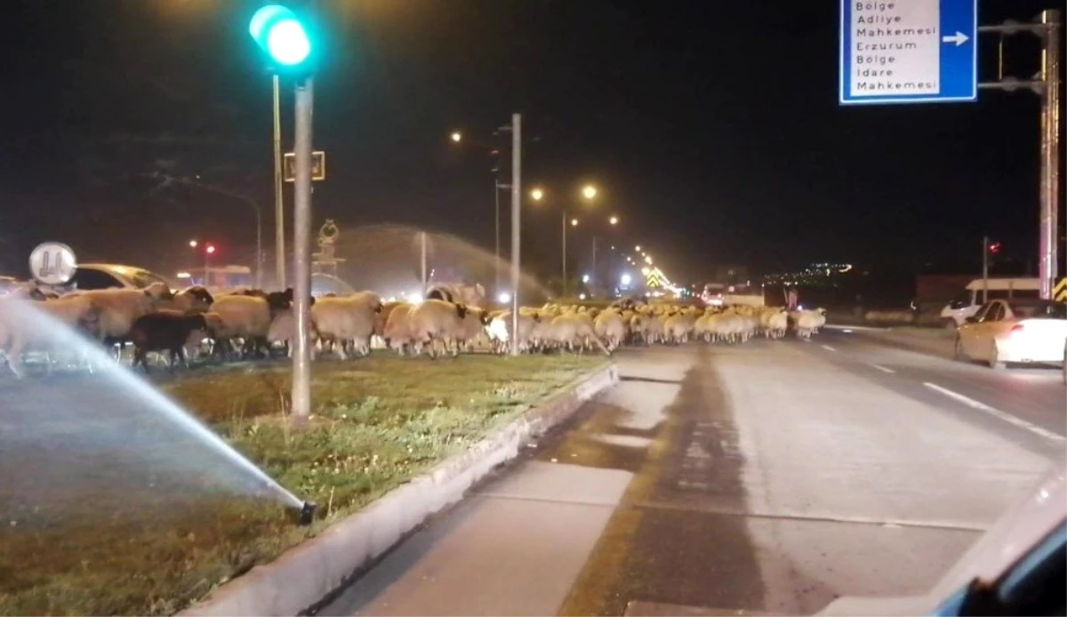 Erzurum\'da karayoluna çıkan koyun sürüsü trafiği felç etti