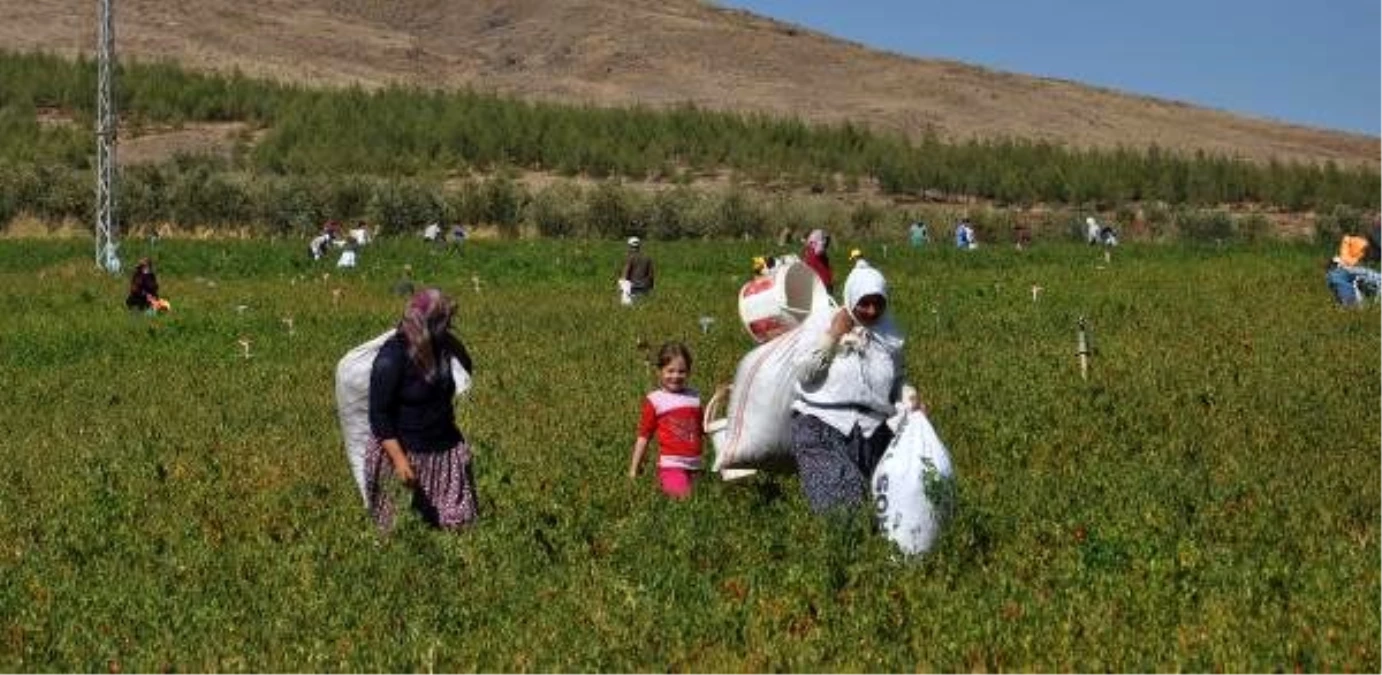 İşçi bulamayınca tarlasındaki kırmızı biberleri halka bıraktı