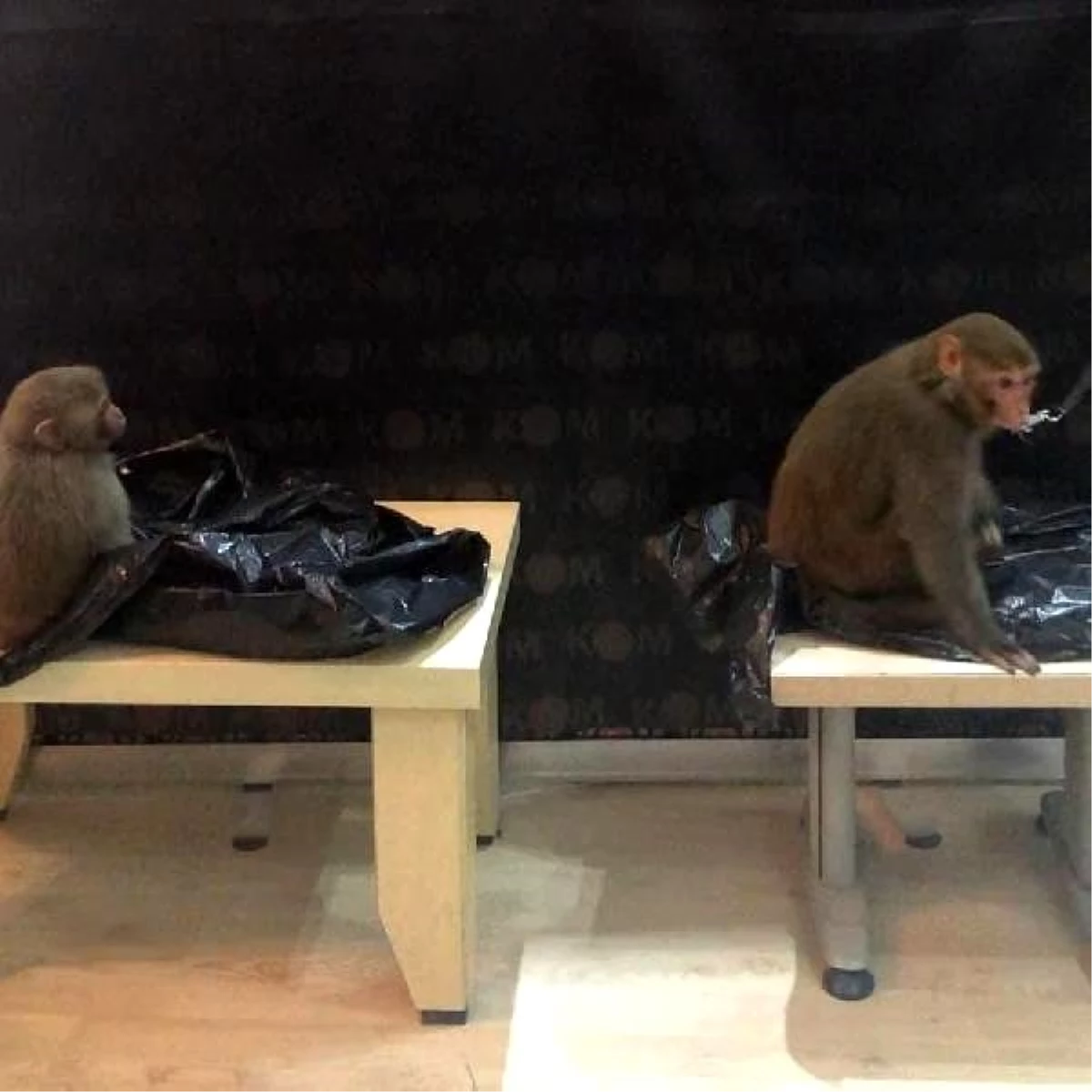 Marmaris\'te ticareti yasak maymunlar ele geçirildi