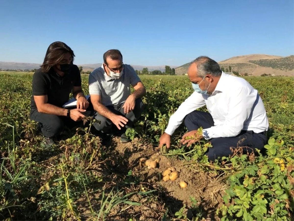 MŞÜ patates ve pancar üretiminde deneme ekimleri yaptı