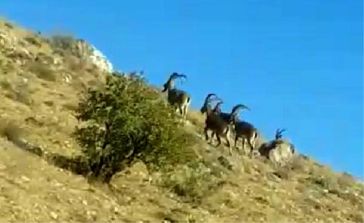 Nadir rastlanan boynuzlu keçiler Gürün\'de görüntülendi