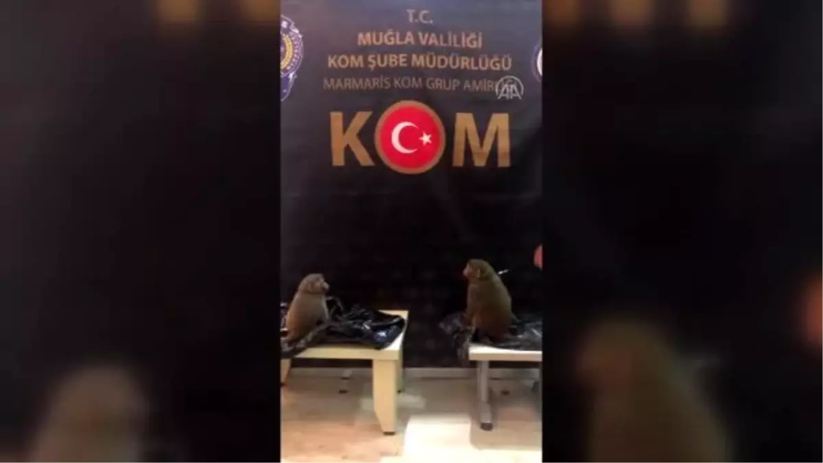 Rhesus cinsi 2 maymuna el konuldu