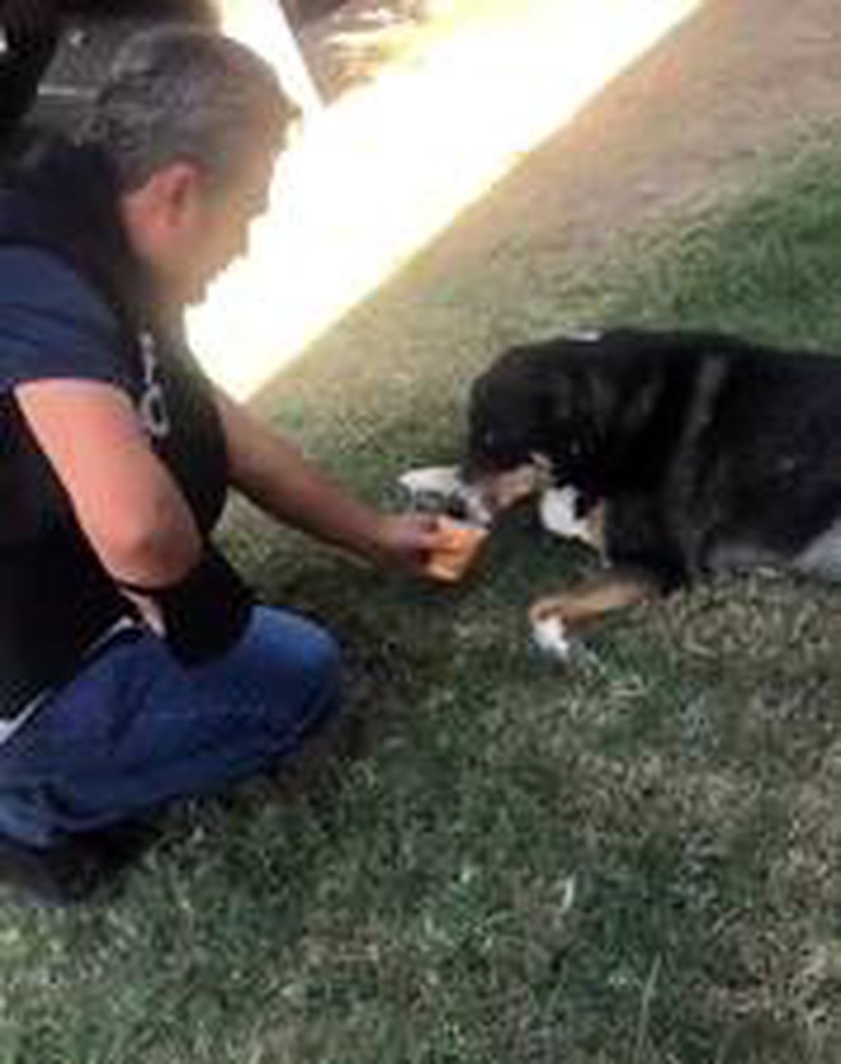 Sokak köpeğine polis şefkati