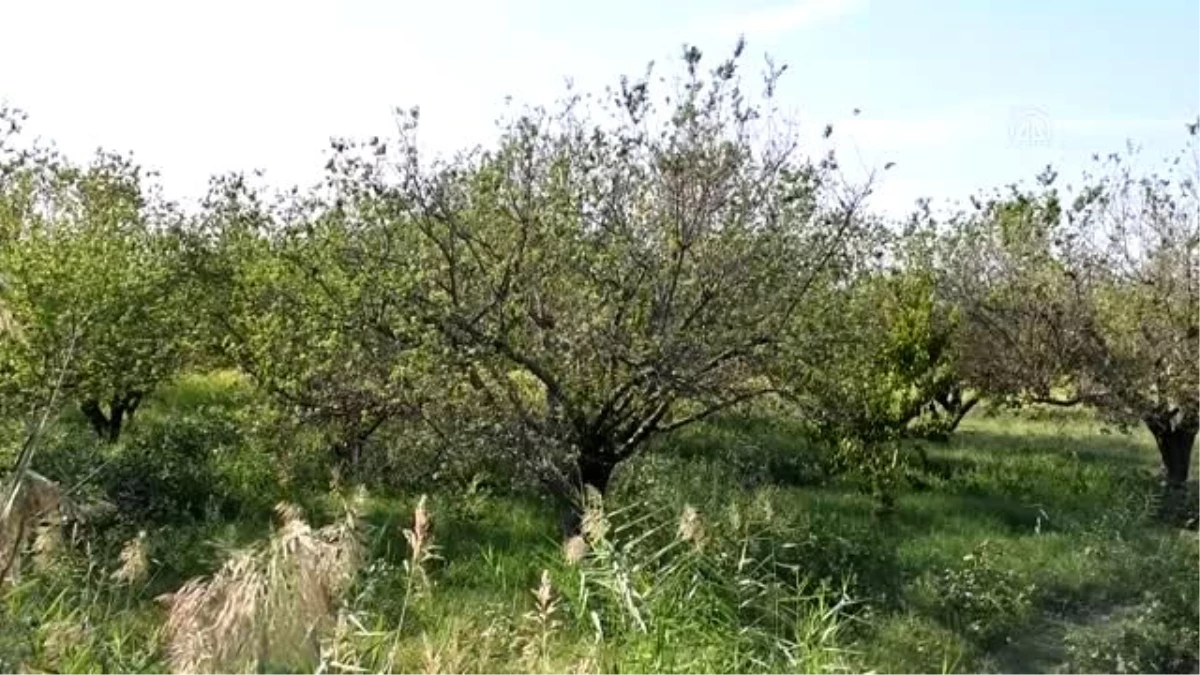Turgutlu\'da erik ağaçları çiçek açtı
