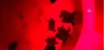 Urla'da 10 caretta caretta yavrusu denizle buluştu - İZMİR