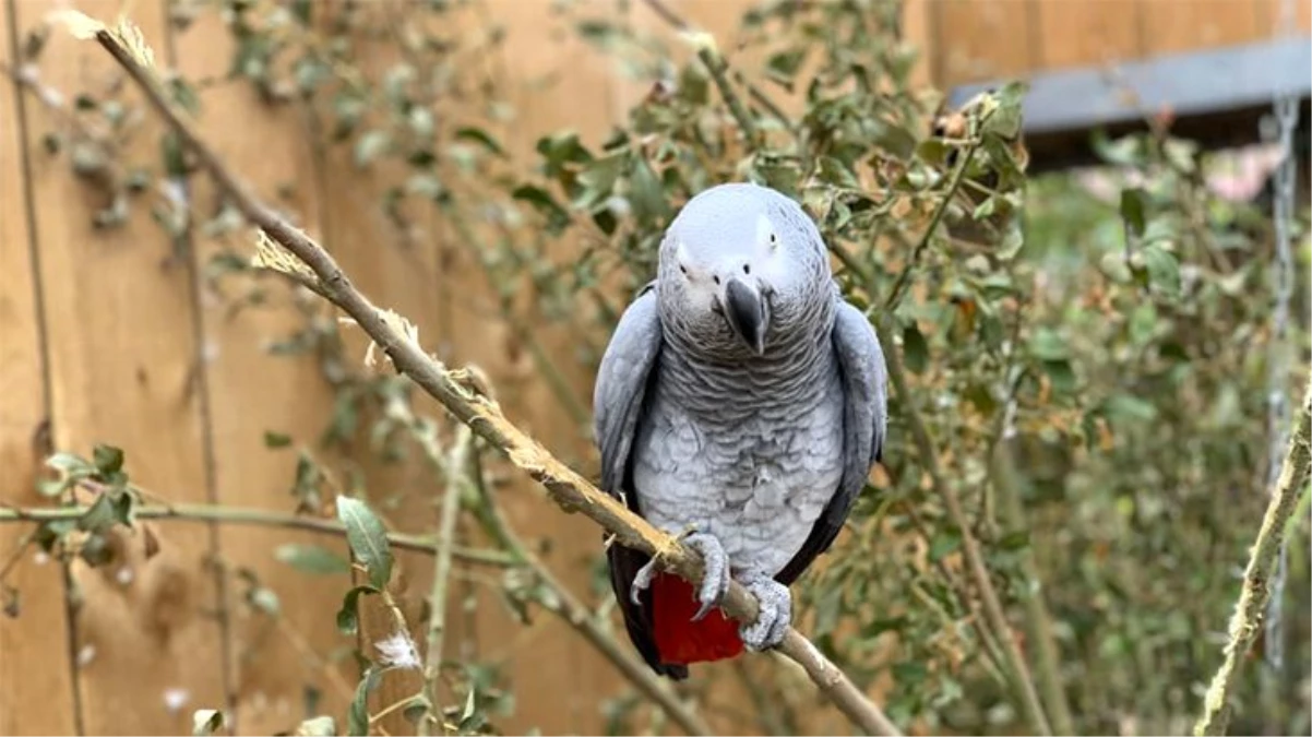 Vahşi yaşam parkındaki 5 papağan birbirlerine ve ziyaretçilere küfrettiği gerekçesiyle başka yere taşındı