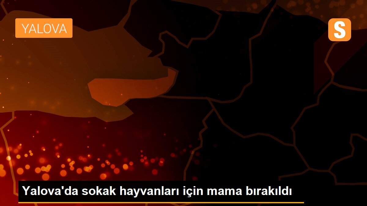 Yalova\'da sokak hayvanları için mama bırakıldı