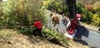 Yamaçta mahsur kalan gebe inek, vinçle kurtarıldı