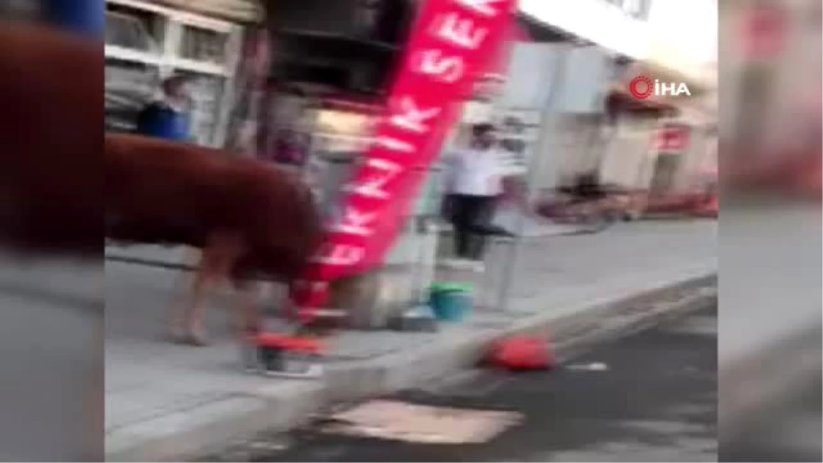 Buzağılar veterinere gitti