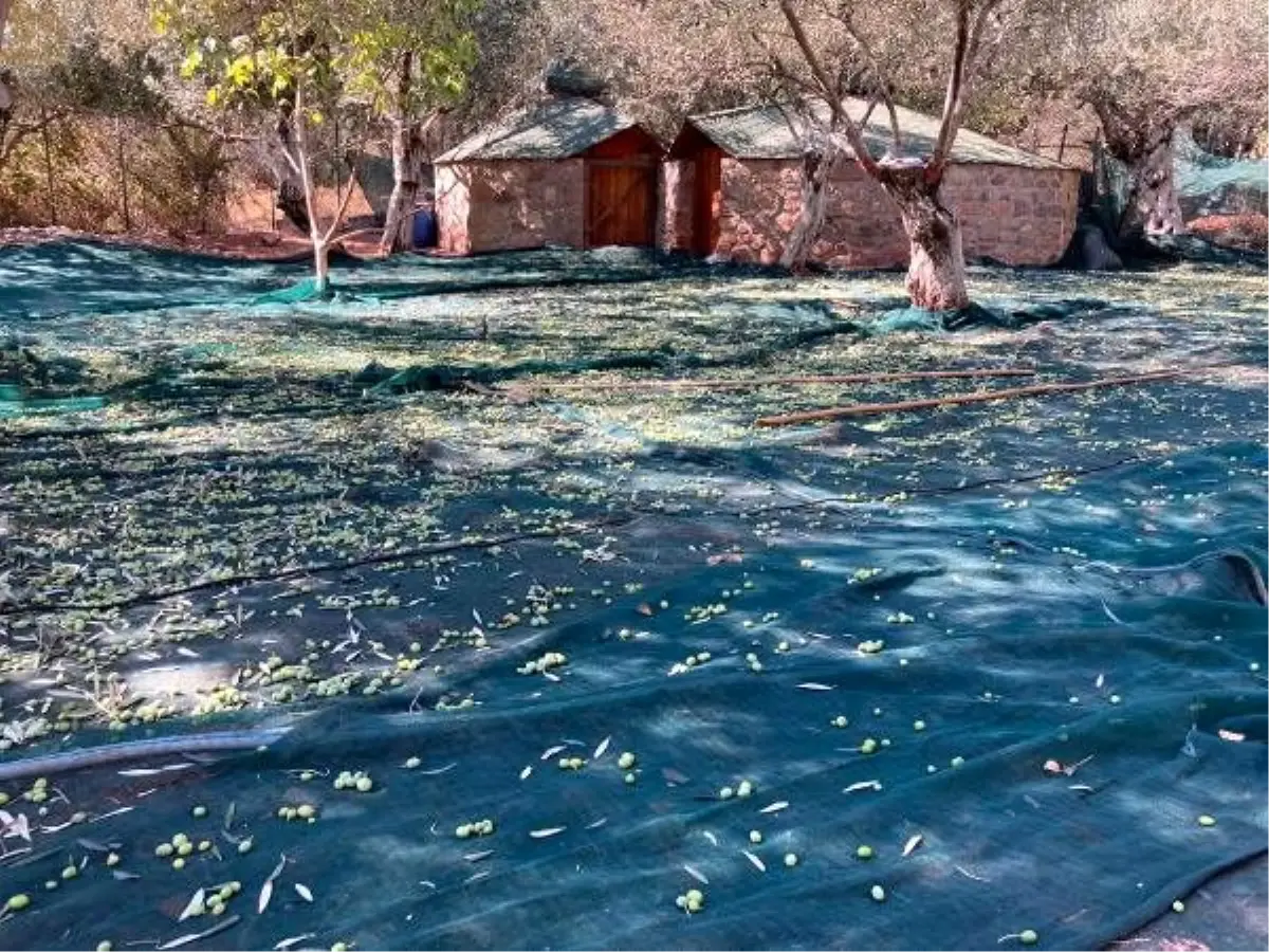 Kuzey Ege\'de ilk zeytin sıkımı yapıldı, yağı çıkarıldı