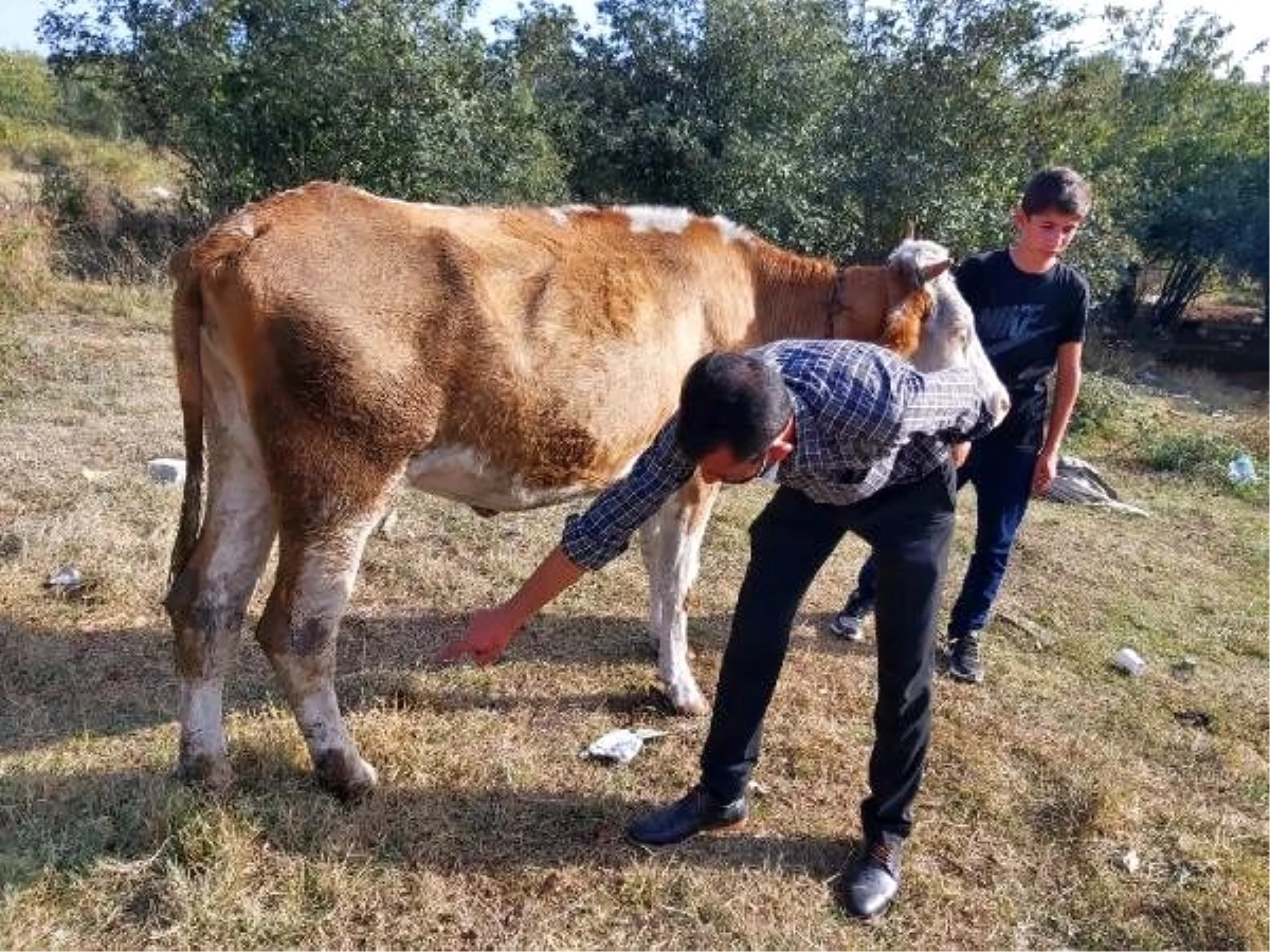 OSB görevlisinin baltayla ineklerini yaraladığı iddiasıyla şikayetçi oldu