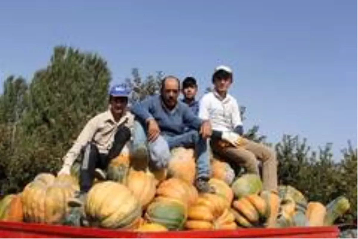 Rekoltesi bin tonun üzerine çıkan Isparta\'nın bal kabağına pazar arıyor