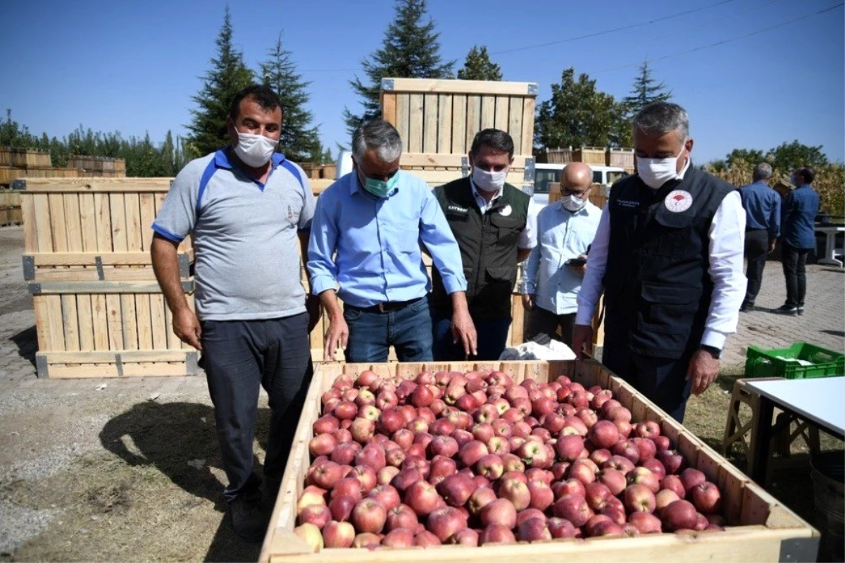 2020 yılının elma hasadı başladı