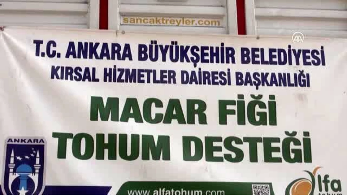 Ankara Büyükşehir Belediyesinden, Beypazarı çiftçisine Macar fiği dağıtımı