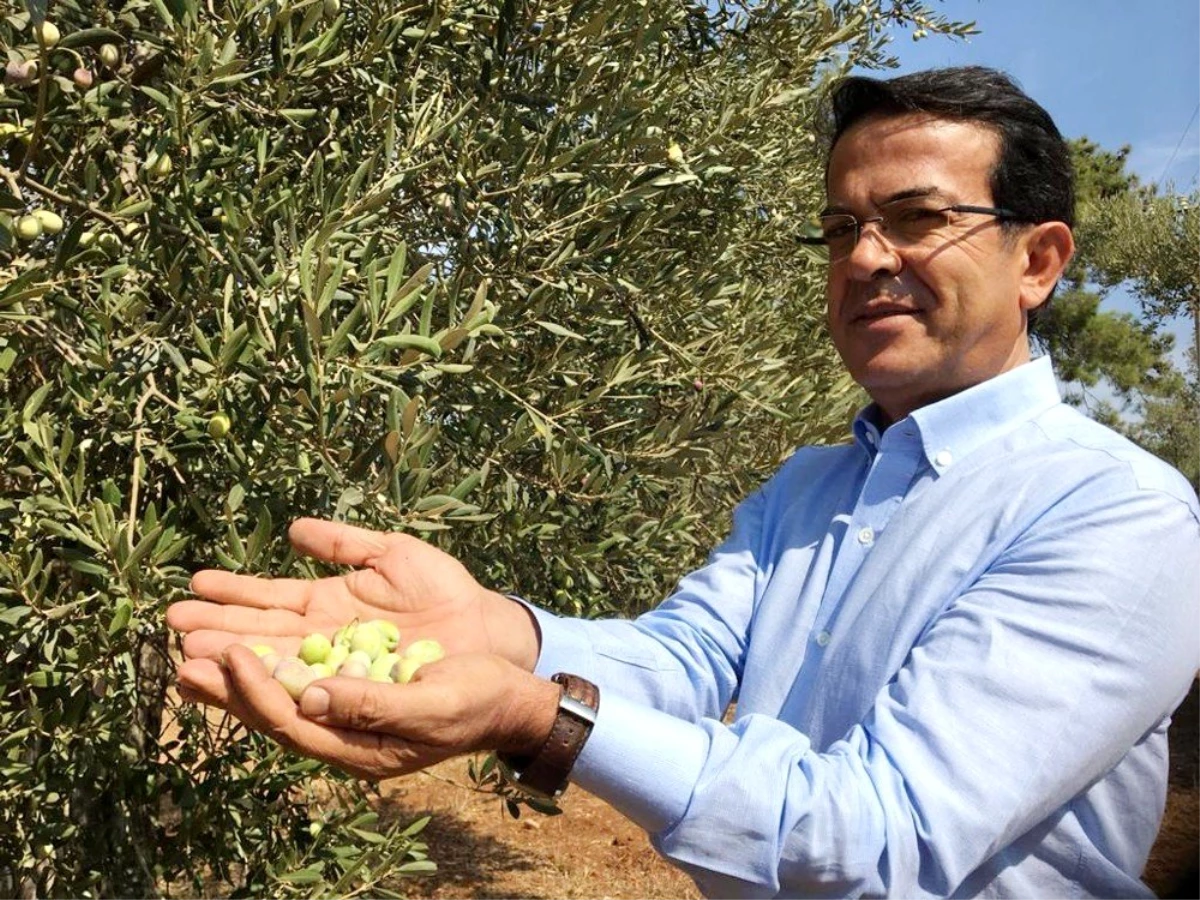 Antalya\'nın 6 bin yıllık zeytinyağını markalaştırma çalışmaları