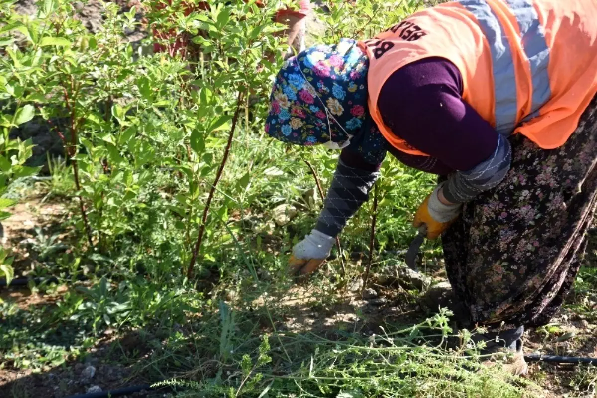 Bilecik Belediyesi tarafından üretilen saksı fidanlar toprakla buluşuyor