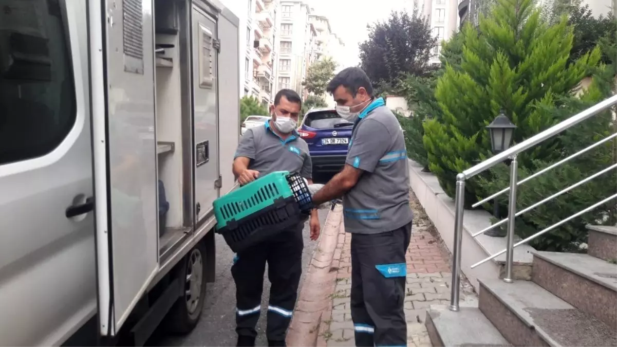 Ümraniye\'de, çatıda sıkışan yaralı martıyı belediye ekipleri kurtardı